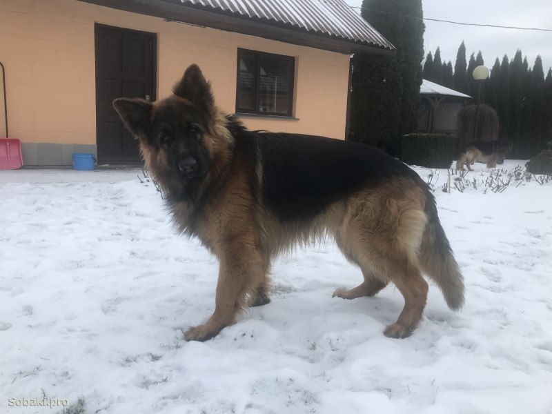Клички для овчарок