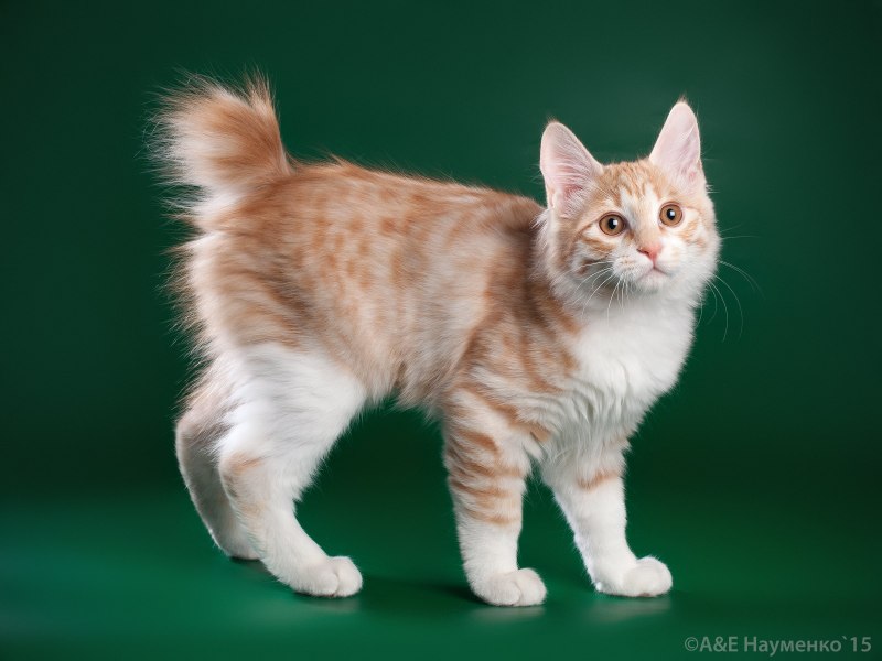 Коты на Курильских островах