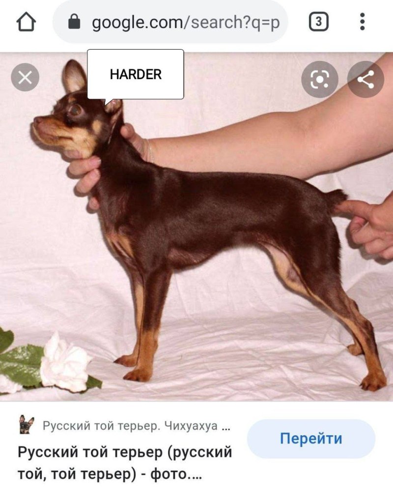 Королевский той терьер