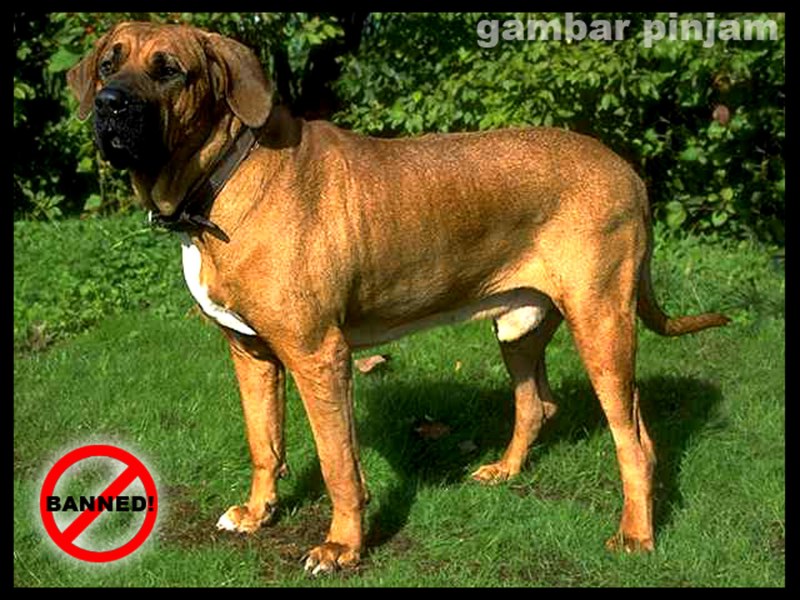 Фила бразилейро Lapkins