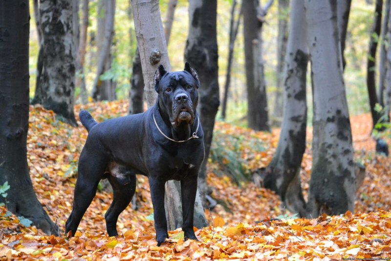 Кане Корсо мраморный