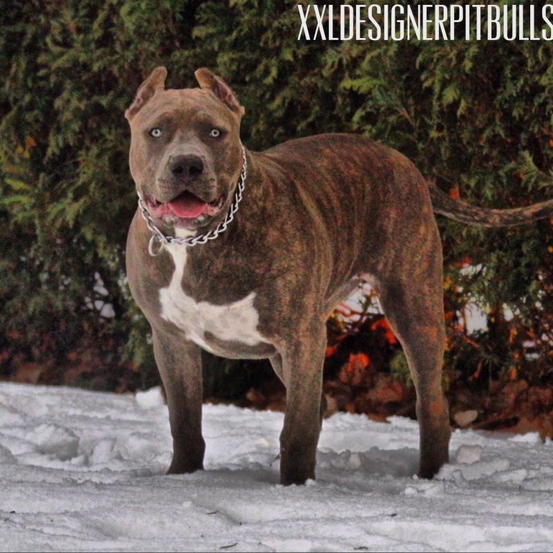 Staffordshire bull Terrier Sewing pattern