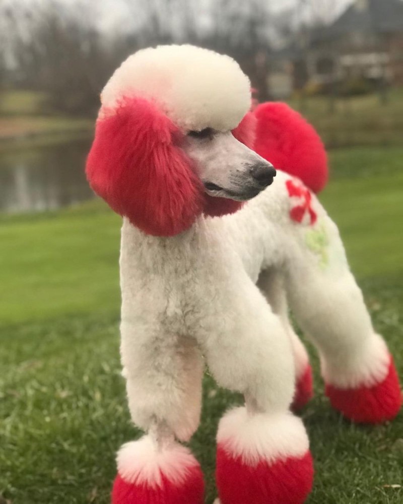 Королевский пудель японский