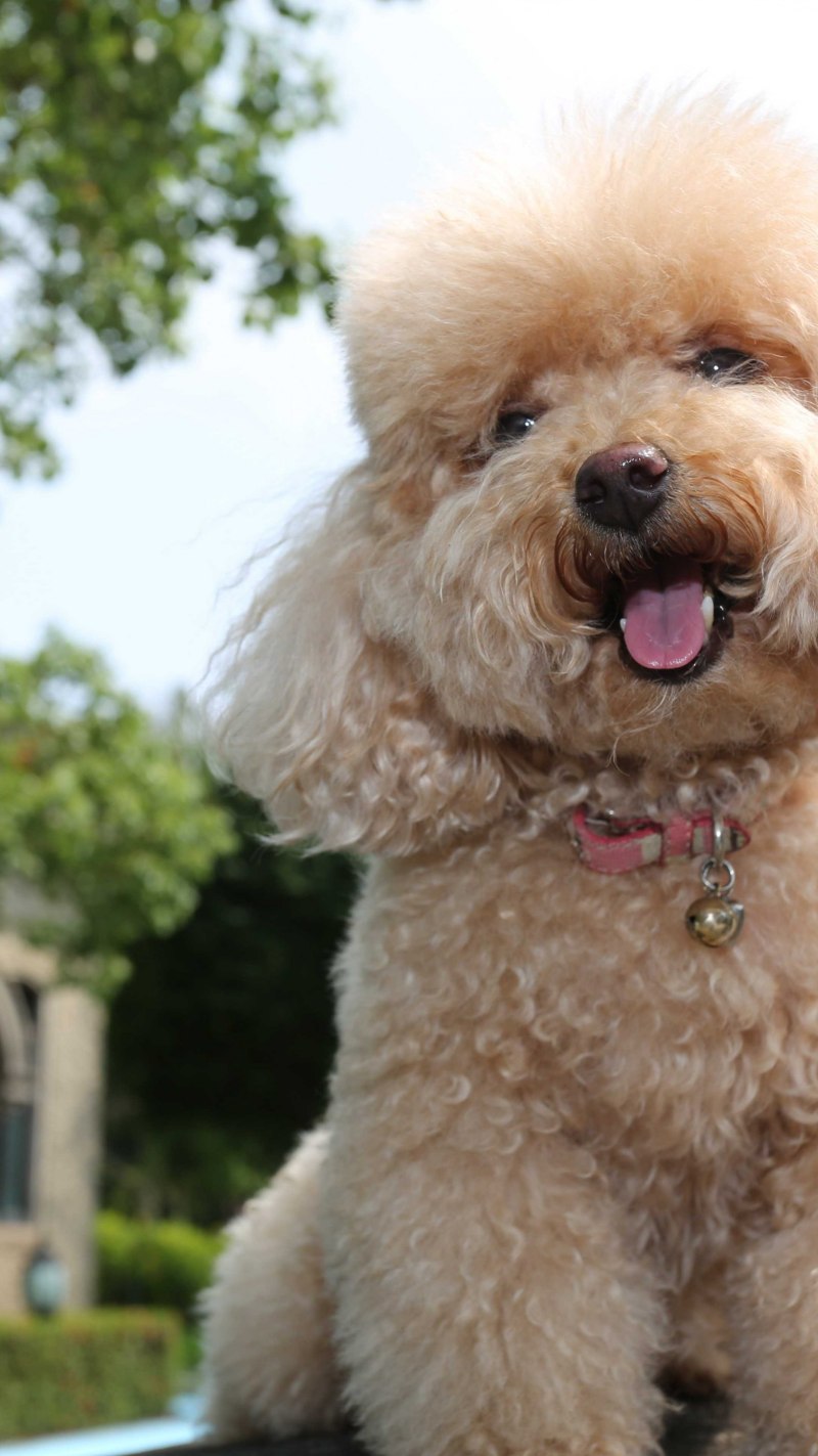 Toy Poodle собака