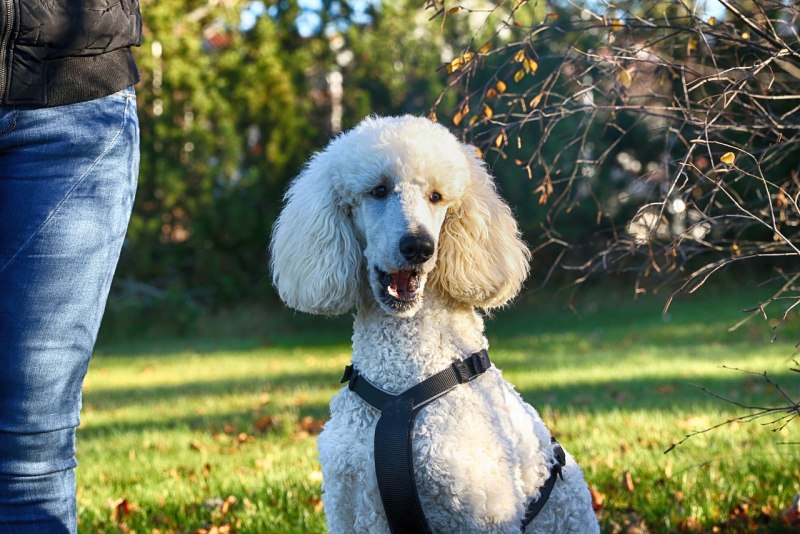Poodle собака
