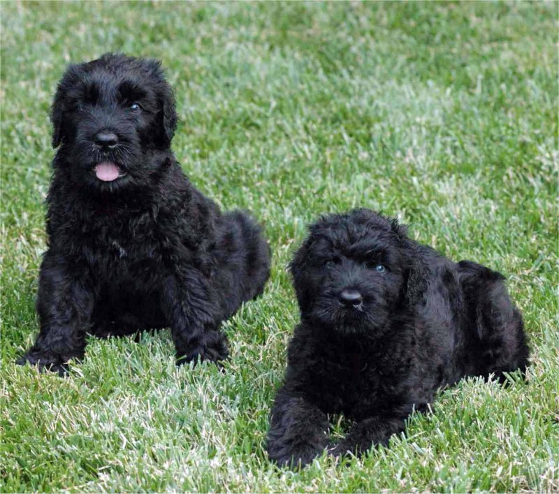 Black Russian Terrier Military