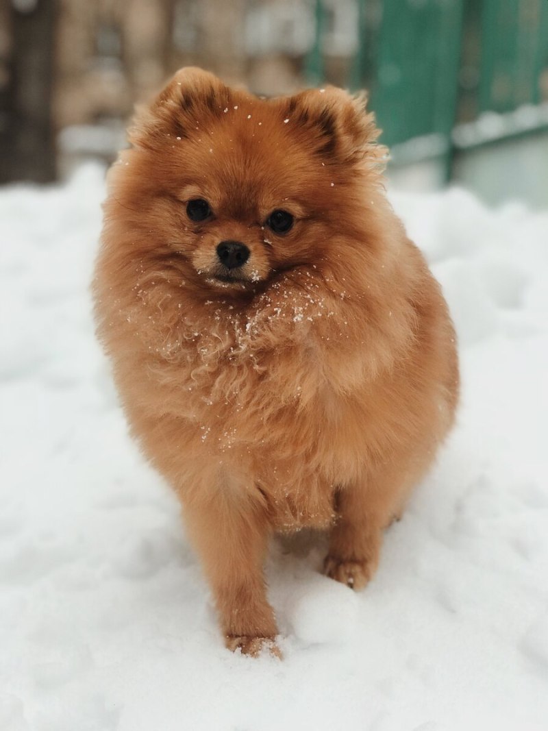Померанский шпиц рыжий щенок