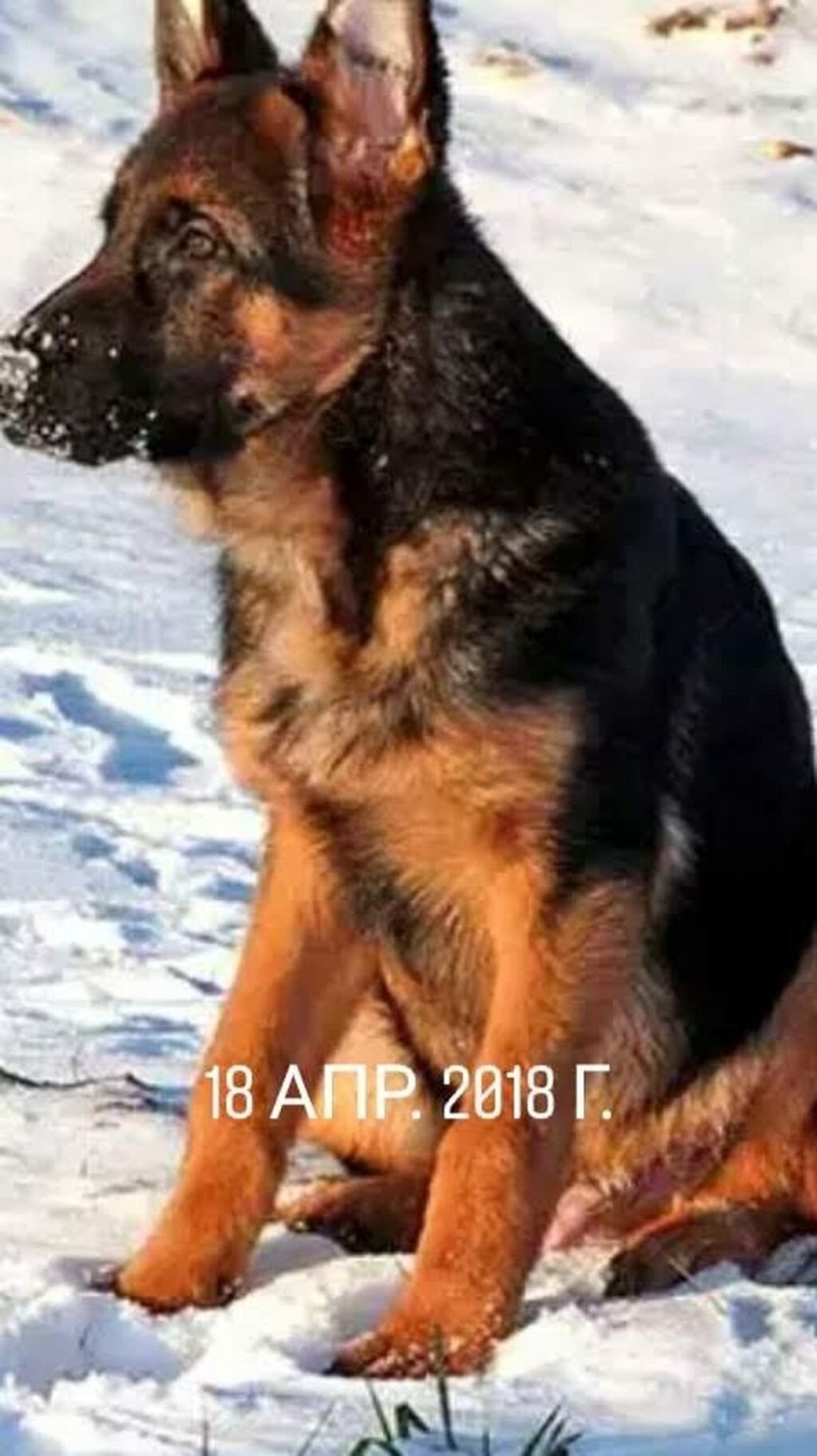 Чепрачная немецкая овчарка