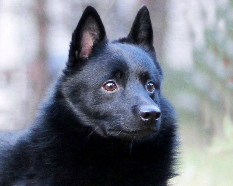Шипперке собака