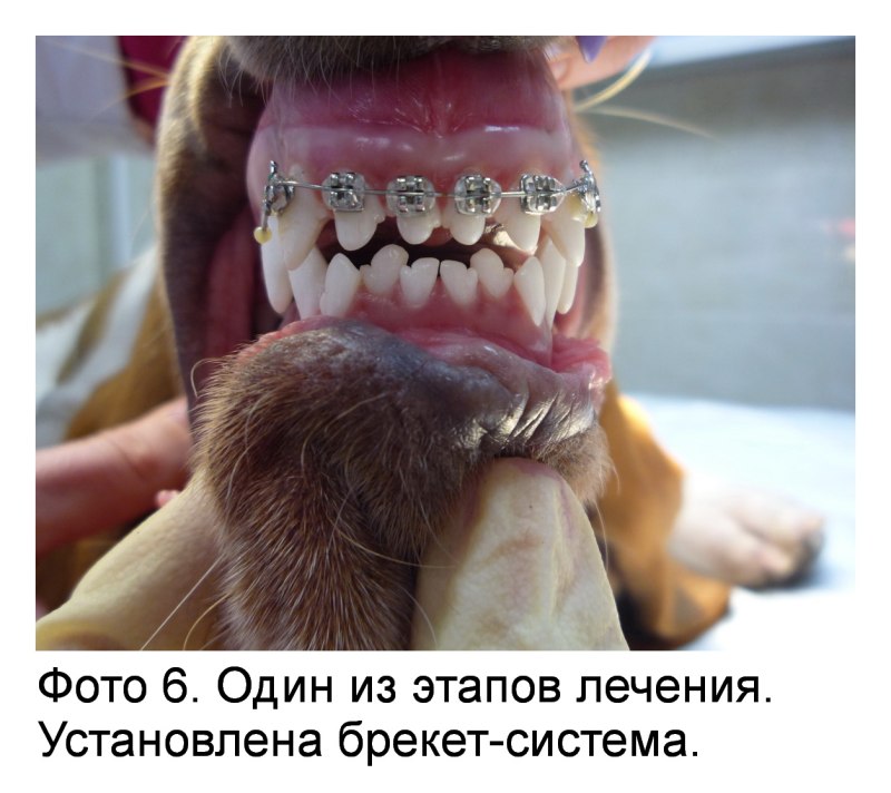 Строение челюсти собаки схема