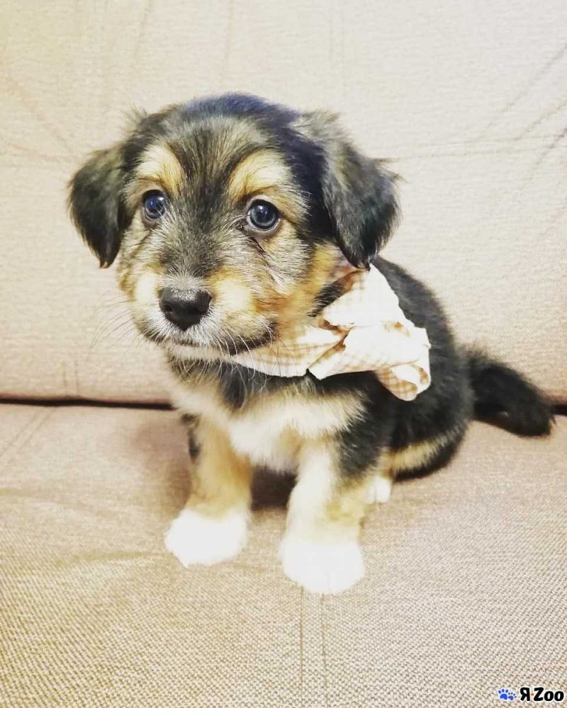 Пес Бруно