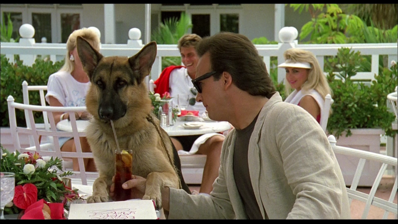 Think like a Dog фильм 2020