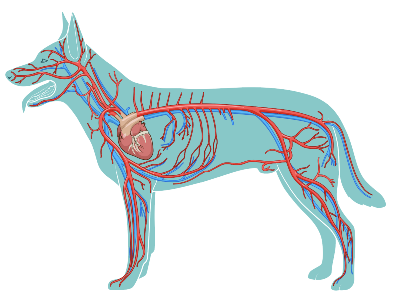 Кровеносная система собаки рисунок