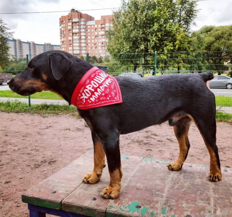 Шлейка ZOOMASTER