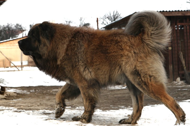 Кавказская пастушья собака