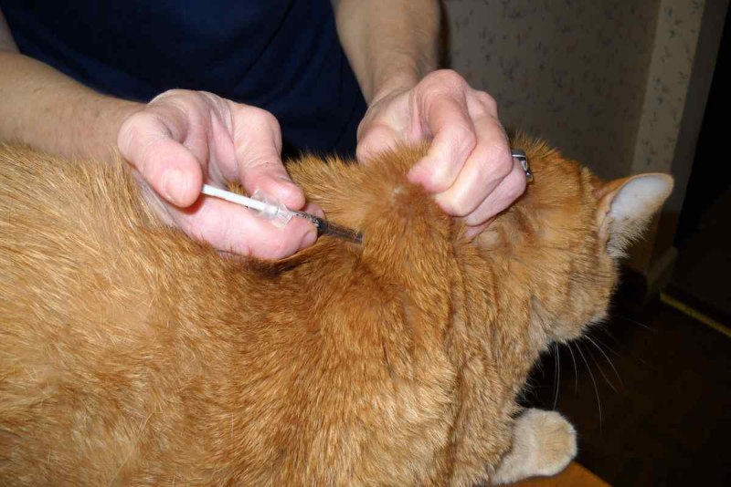 Укол внутримышечно кошке кошке