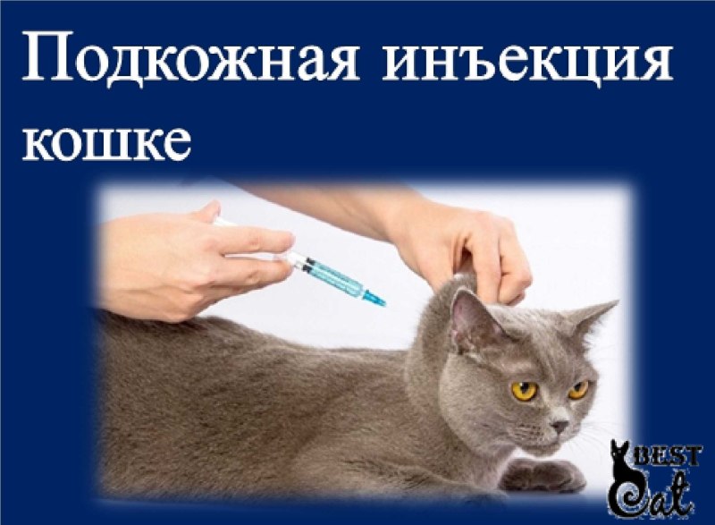 Подкожный укол коту в холку