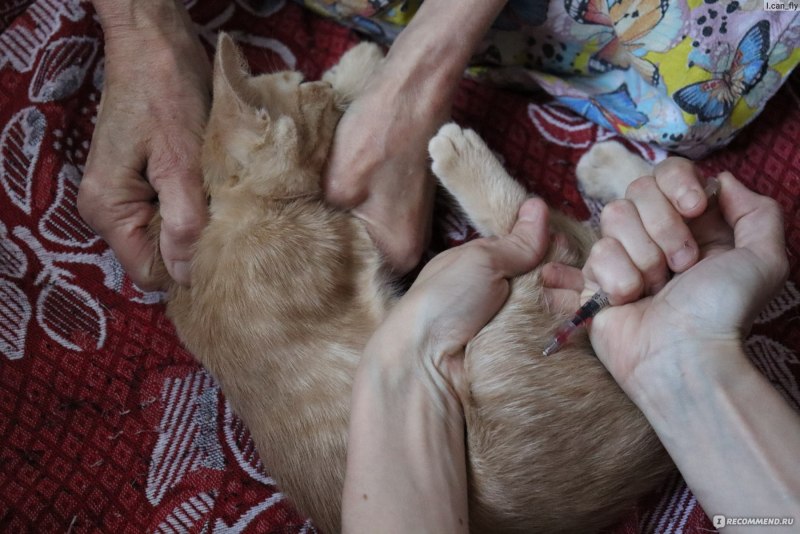 Панлейкопения (Panleukopenia Feline) енота