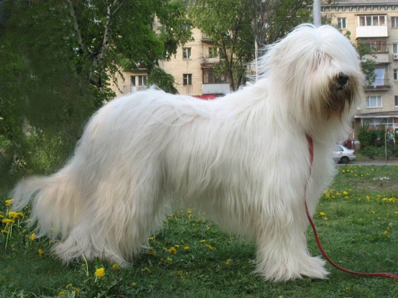 Американский эскимосский шпиц щенок