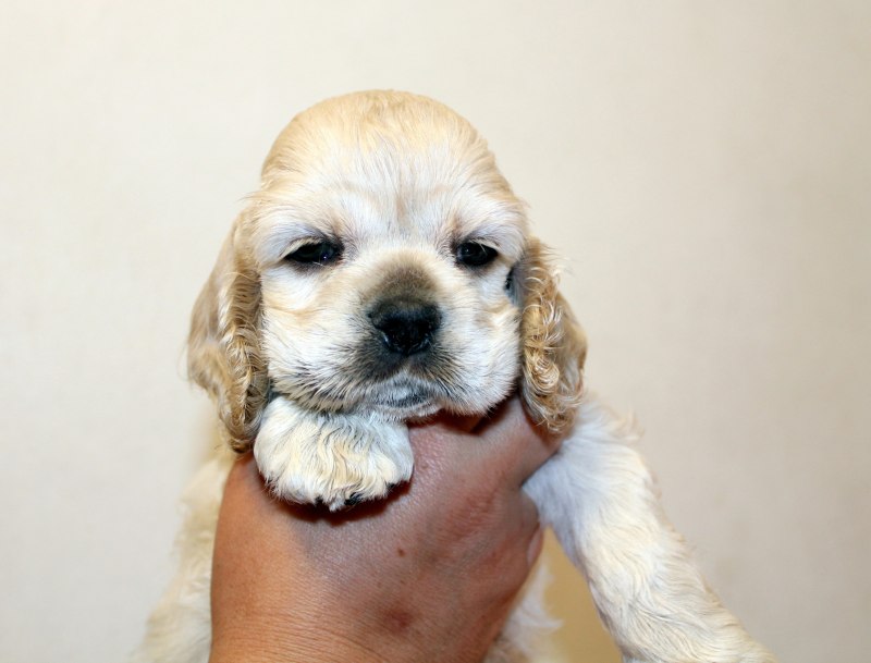 English Cocker Spaniel Westminster