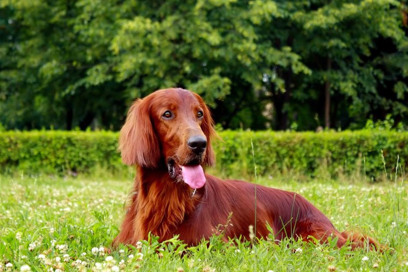 Рыжая собака из рекламы чаппи порода