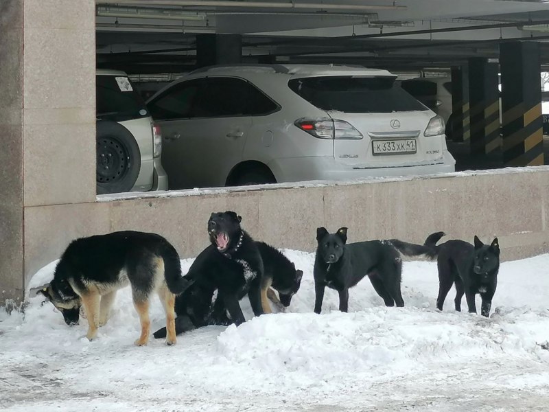 Андриус Бурба