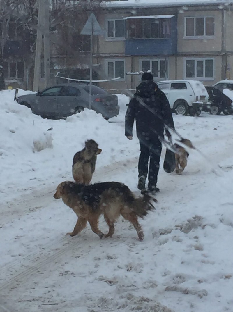Собака снизу