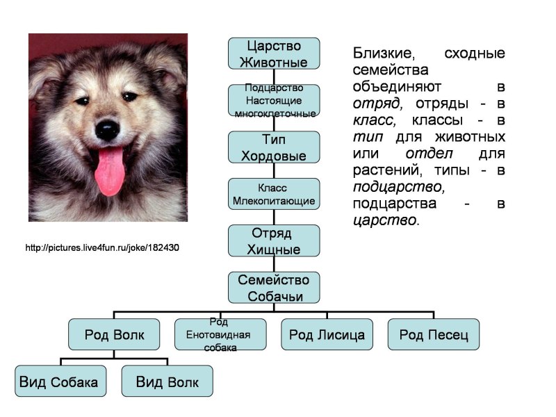Андриус Бурба
