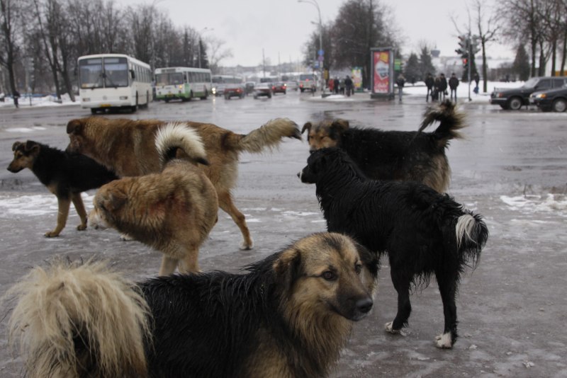 Корги кардиган и пемброк