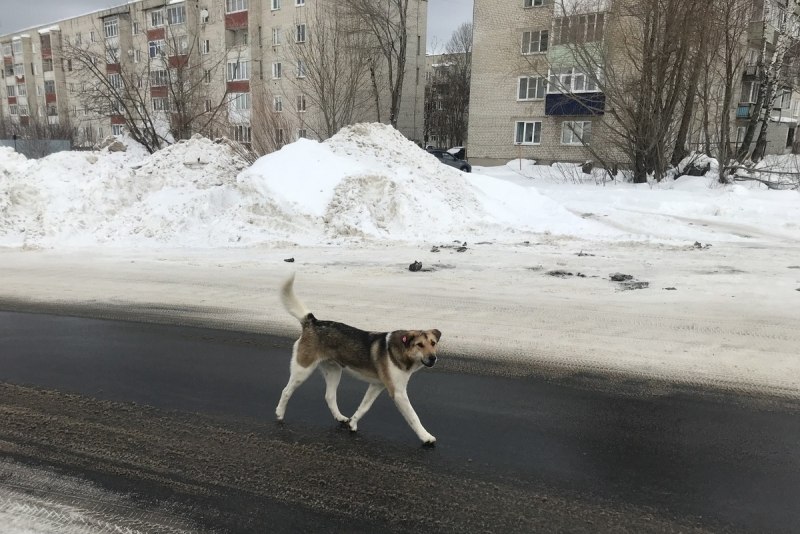 Собаки для аллергиков
