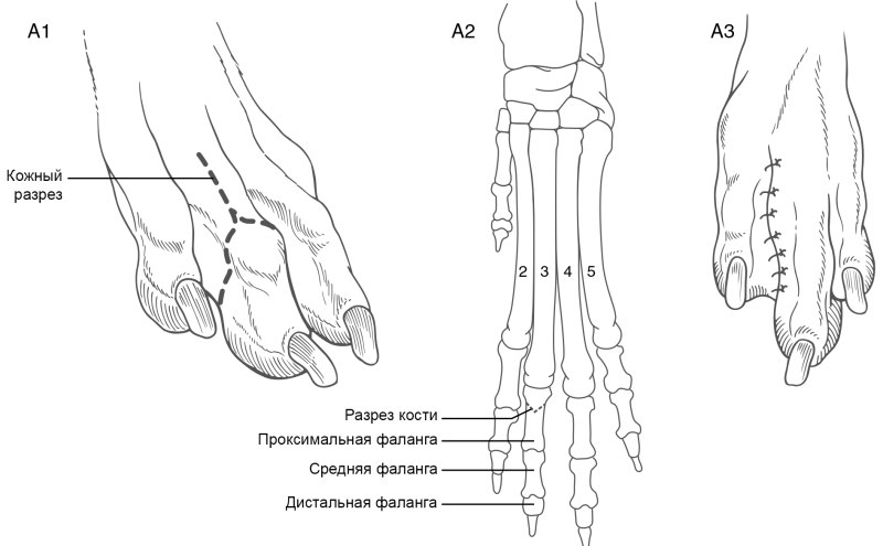 Кости пясти животных
