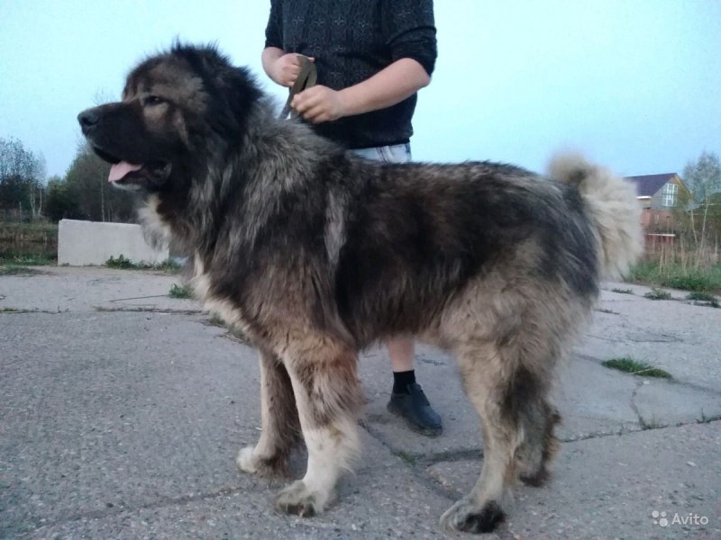 Адыгейская овчарка