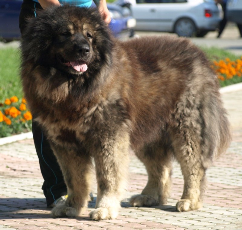 Кавказская овчарка