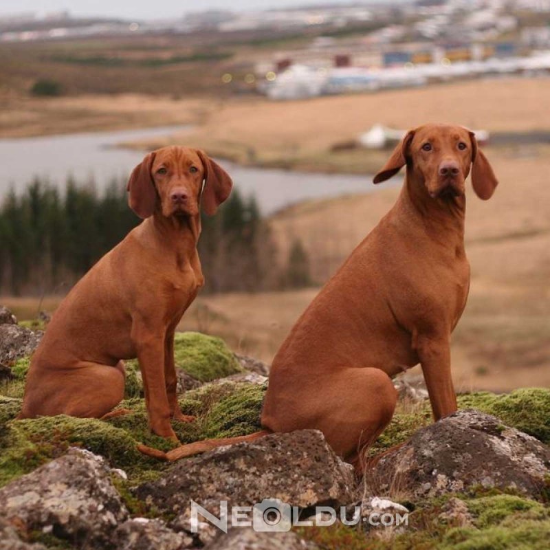 Vizsla порода