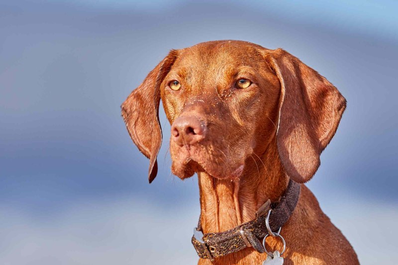 Vizsla Origin
