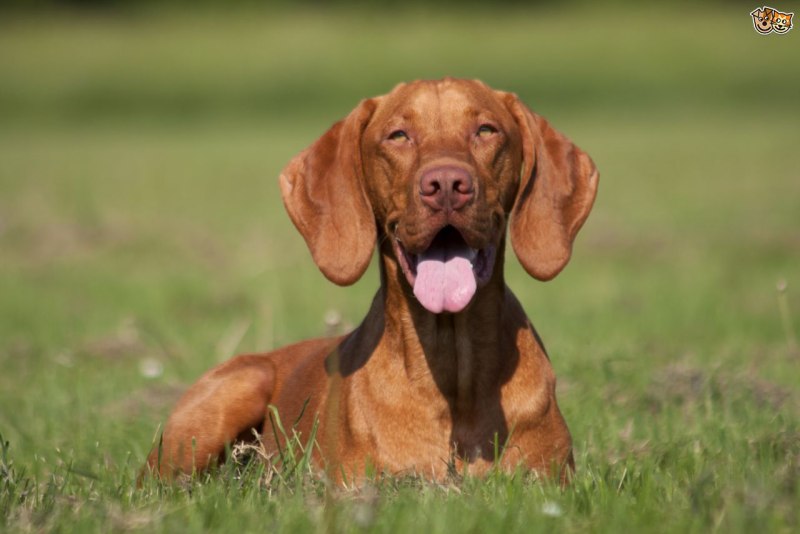 Hungarian Vizsla
