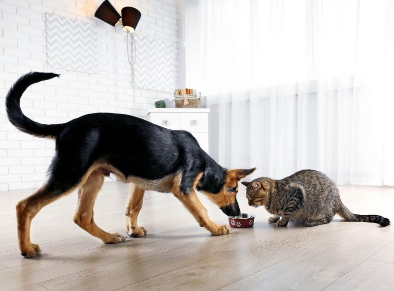 Petsafe шлейки для собак