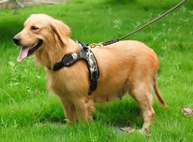 K9 Power Puppy Gold