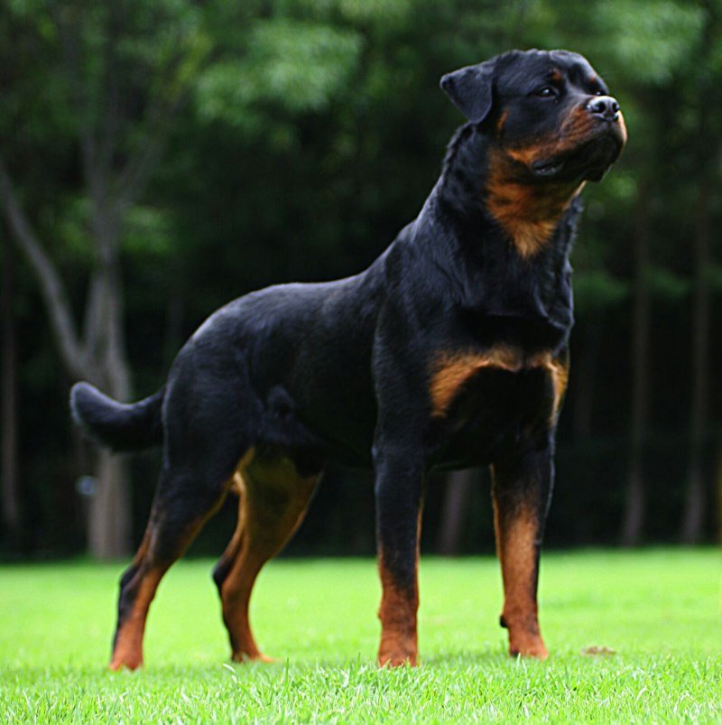 Порода собак Rottweiler