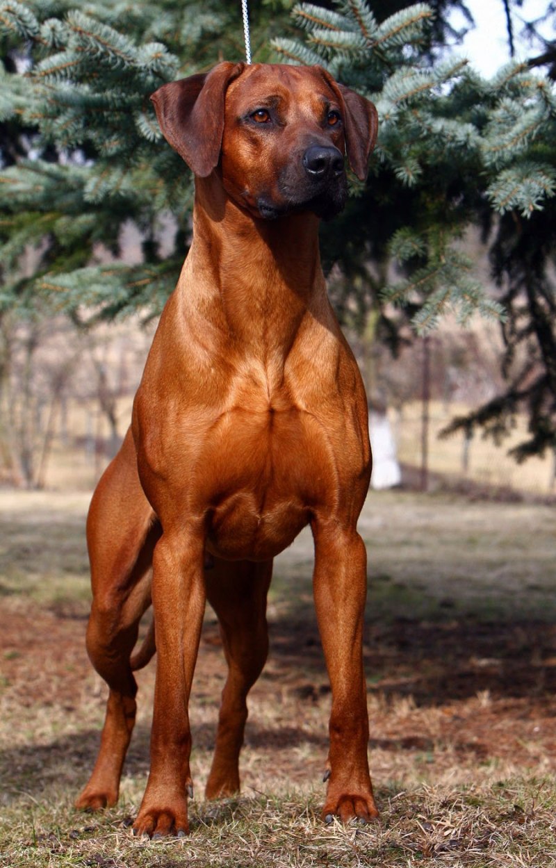 Родезийский Рич бег