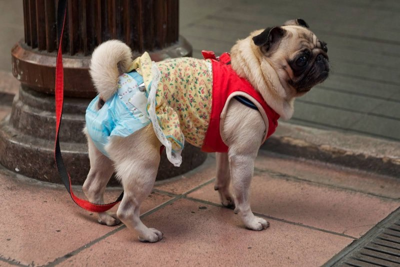 Собака женского пола