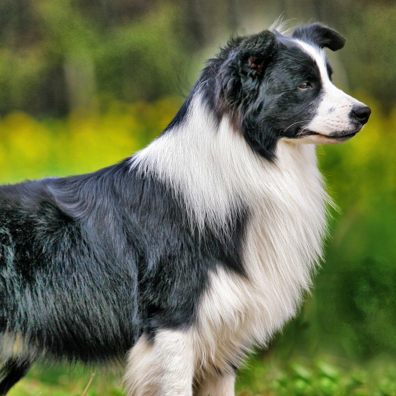 Австралийская овчарка / Australian Shepherd