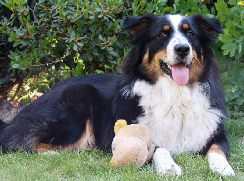Австралийская овчарка / Australian Shepherd