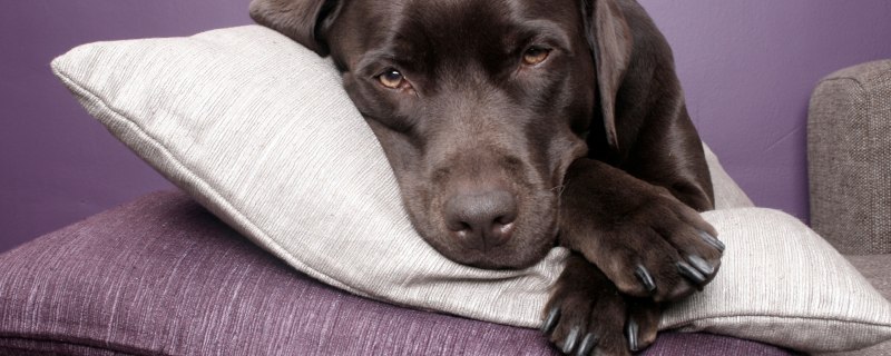 How does Dogs reproduct