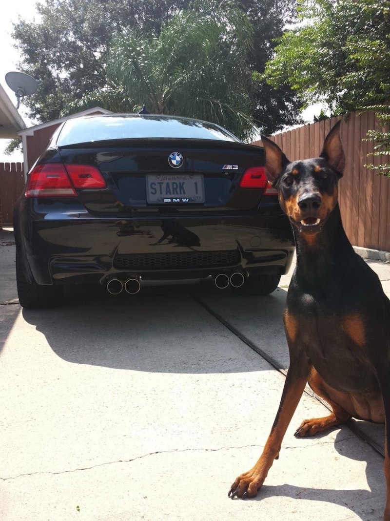Овчарка и BMW