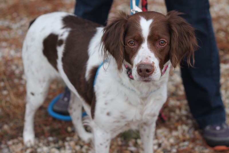 Brittney Spaniel