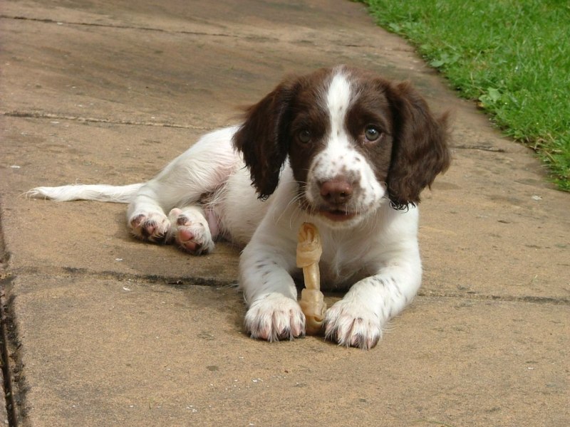 Old English Springer Spaniel