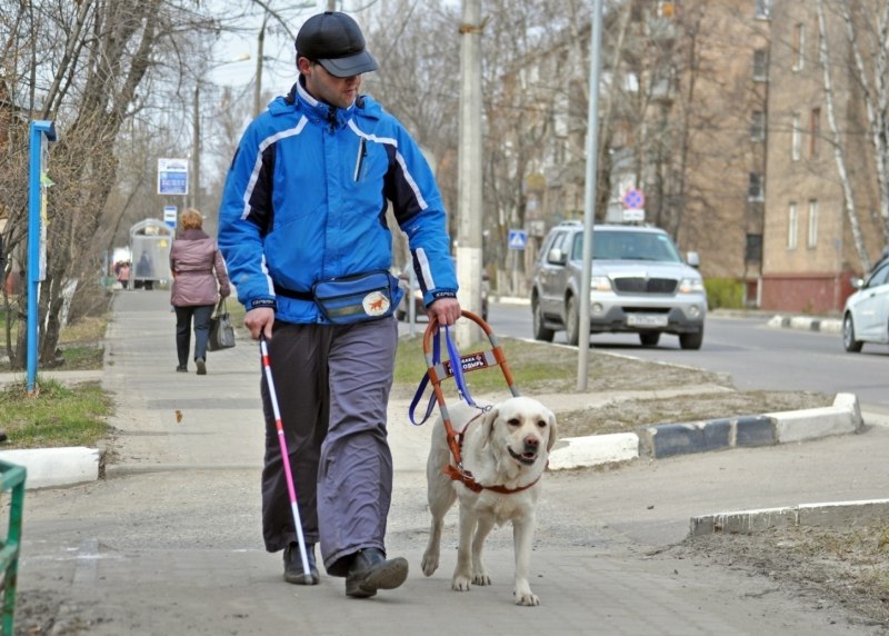 Собака поводырь лабрадор