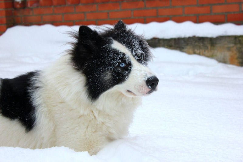 Собака Якутская лайка