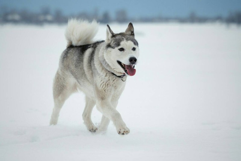 Якутская лайка / yakutskaya laika (Yakutian laika)